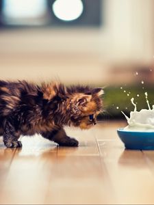 Preview wallpaper kitten, bowl, milk, spray