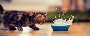 Preview wallpaper kitten, bowl, milk, spray