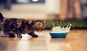 Preview wallpaper kitten, bowl, milk, spray