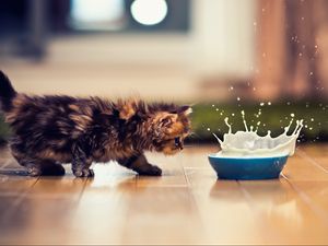 Preview wallpaper kitten, bowl, milk, spray