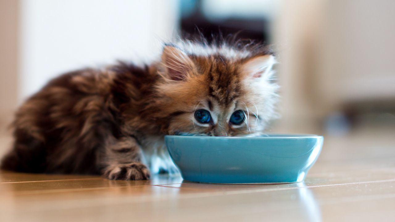 Wallpaper kitten, bowl, milk, drink, fluffy