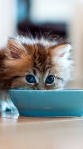 Preview wallpaper kitten, bowl, milk, drink, fluffy