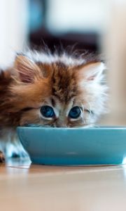 Preview wallpaper kitten, bowl, milk, drink, fluffy