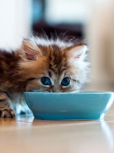 Preview wallpaper kitten, bowl, milk, drink, fluffy