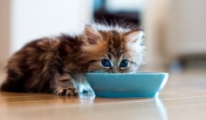 Preview wallpaper kitten, bowl, milk, drink, fluffy