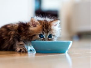 Preview wallpaper kitten, bowl, milk, drink, fluffy