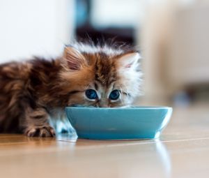 Preview wallpaper kitten, bowl, milk, drink, fluffy