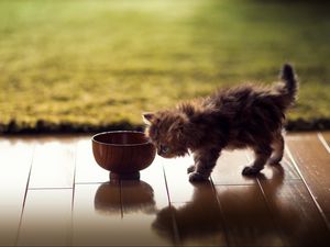 Preview wallpaper kitten, bowl, shadow, fluffy