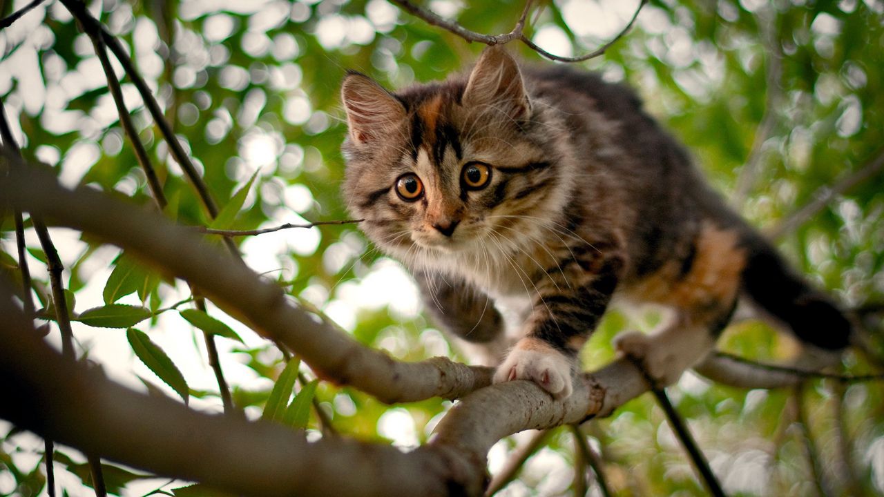 Wallpaper kitten, branches, wood, spotted, curiosity