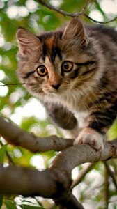 Preview wallpaper kitten, branches, wood, spotted, curiosity