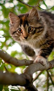 Preview wallpaper kitten, branches, wood, spotted, curiosity