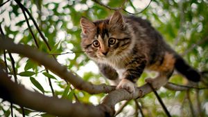 Preview wallpaper kitten, branches, wood, spotted, curiosity