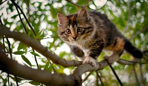 Preview wallpaper kitten, branches, wood, spotted, curiosity