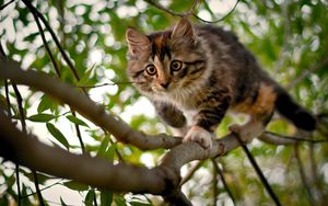 Preview wallpaper kitten, branches, wood, spotted, curiosity