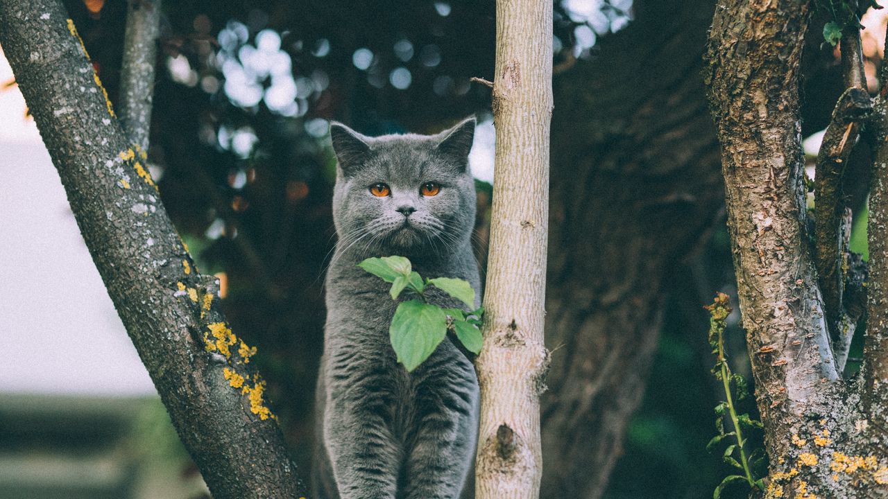 Wallpaper kitten, british, cat, leaves