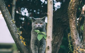 Preview wallpaper kitten, british, cat, leaves