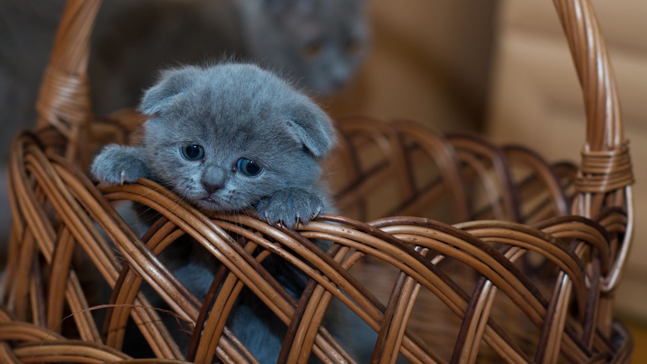 Wallpaper kitten, british shorthair, cute, sad, basket