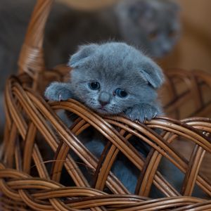 Preview wallpaper kitten, british shorthair, cute, sad, basket