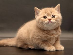 Preview wallpaper kitten, briton, cute