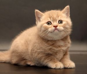 Preview wallpaper kitten, briton, cute