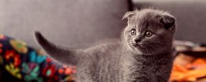 Preview wallpaper kitten, briton, gray, cat