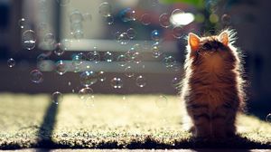 Preview wallpaper kitten, bubbles, fluffy, glare, light