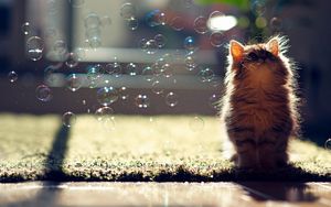 Preview wallpaper kitten, bubbles, fluffy, glare, light