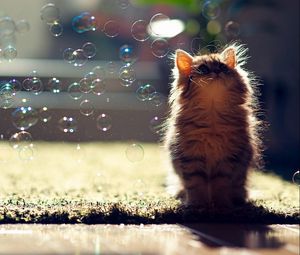 Preview wallpaper kitten, bubbles, fluffy, glare, light