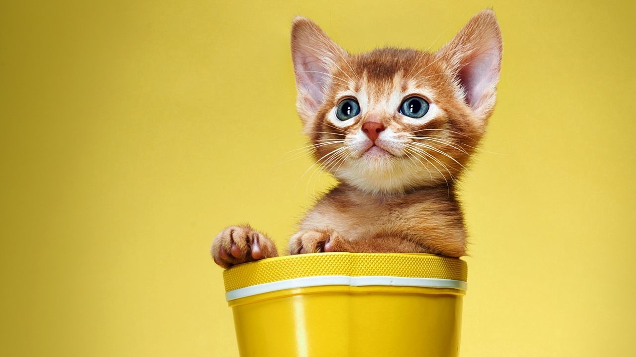 Wallpaper kitten, bucket, look