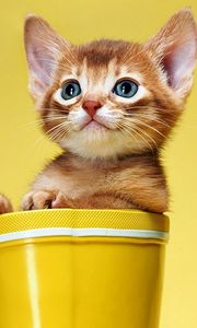 Preview wallpaper kitten, bucket, look