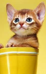 Preview wallpaper kitten, bucket, look