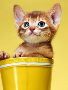 Preview wallpaper kitten, bucket, look