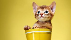 Preview wallpaper kitten, bucket, look