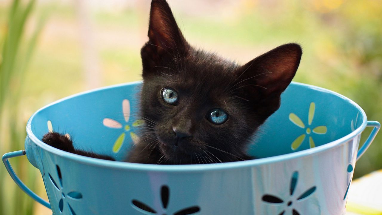 Wallpaper kitten, bucket, look, cat