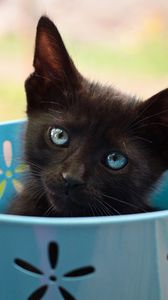Preview wallpaper kitten, bucket, look, cat