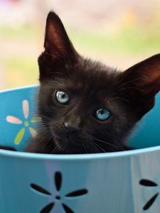 Preview wallpaper kitten, bucket, look, cat