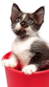 Preview wallpaper kitten, bucket, spotted, playful, curious