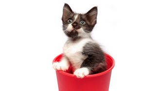 Preview wallpaper kitten, bucket, spotted, playful, curious