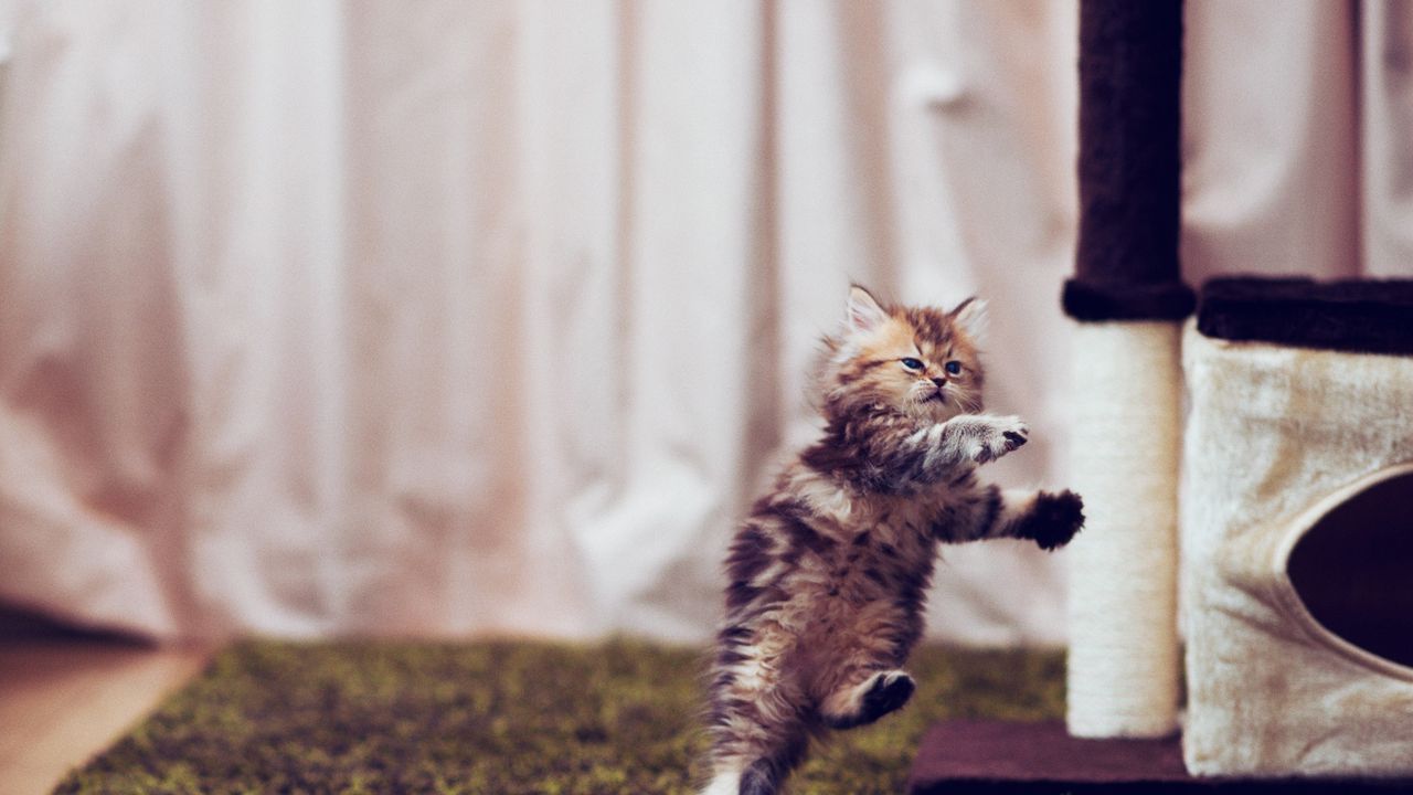 Wallpaper kitten, carpet, playful, running, room