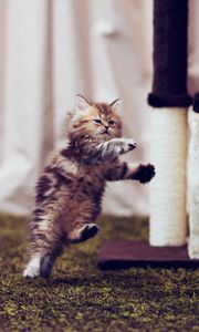 Preview wallpaper kitten, carpet, playful, running, room