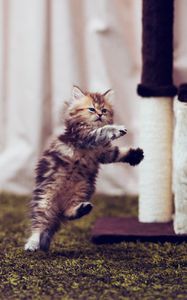 Preview wallpaper kitten, carpet, playful, running, room