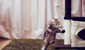 Preview wallpaper kitten, carpet, playful, running, room