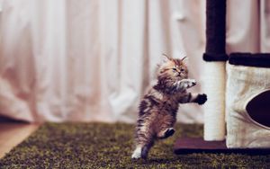 Preview wallpaper kitten, carpet, playful, running, room