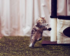 Preview wallpaper kitten, carpet, playful, running, room