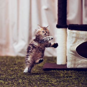 Preview wallpaper kitten, carpet, playful, running, room