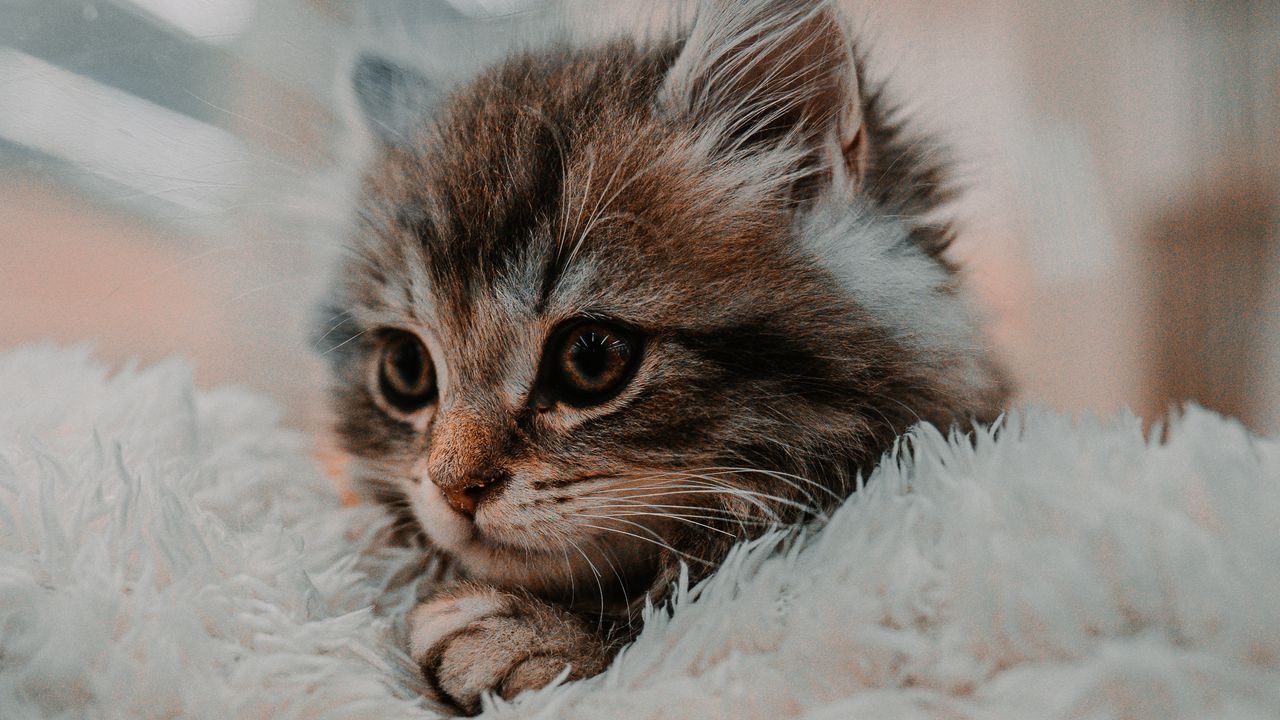 Wallpaper kitten, cat, animal, cute, brown