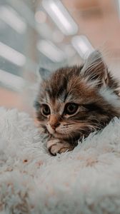 Preview wallpaper kitten, cat, animal, cute, brown