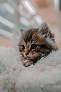 Preview wallpaper kitten, cat, animal, cute, brown