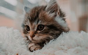 Preview wallpaper kitten, cat, animal, cute, brown