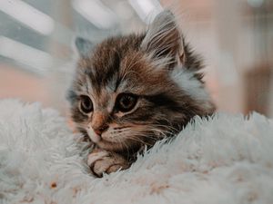 Preview wallpaper kitten, cat, animal, cute, brown